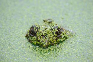 Quod perferendis inventore aut